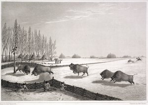 Funt bizon, z "Narracji o podróży do wybrzeży Morza Polarnego w latach 1819-22" Johna Franklina (1786-1847) rytowany przez Edwarda Findena (1791-1857) 1823